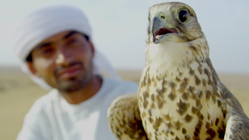 Proud middle eastern male in traditional dress with his trained falcon tethered to his wrist standing sand dunes travel and tourism
