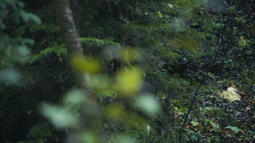 A deer walking out of the forest into the clearing. Slow motion.