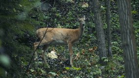 A deer walking out of the forest into the clearing. Slow motion. - Powered by Shutterstock - Get 15% off with code: PIKWIZARD15