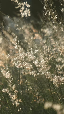 Meadow with the feather grass flower blowing in the wind. Slow motion.