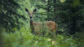 A beautiful deer grazing in the rainy pine forest. Slow motion. - Powered by Shutterstock - Get 15% off with code: PIKWIZARD15