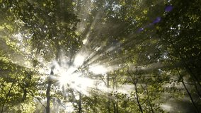 LENS FLARE: Rays of sunlight break through lush beech canopy, casting radiant beams across forest. Bright light filters softly through leaves, creating an incredible play between lights and shadows. - Powered by Shutterstock - Get 15% off with code: PIKWIZARD15