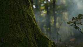 CLOSE UP: Mossy tree trunk shrouded in morning mist with sunbeams peeping through lush forest treetops. Misty rays of lights and otherworldly scenery in the woods during walks in early autumn days. - Powered by Shutterstock - Get 15% off with code: PIKWIZARD15