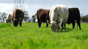 beautiful cattle in Australia  eating grass, grazing on pasture. Herd of cows free range beef being regenerative raised on an agricultural farm. Sustainable farming  - Powered by Shutterstock - Get 15% off with code: PIKWIZARD15