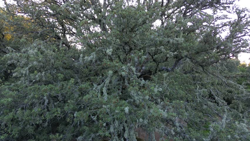 Olive tree with sun rays, view from drone
