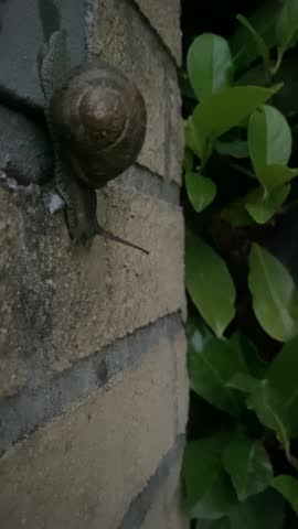 snail descending from a column with a green hedge in the background