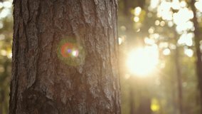 Sunlight beams, Forest calm, Sunlit leaves. Sunlight filters through thick forest, lighting up tall trees and lush greenery, crafting peaceful and natural scene. - Powered by Shutterstock - Get 15% off with code: PIKWIZARD15