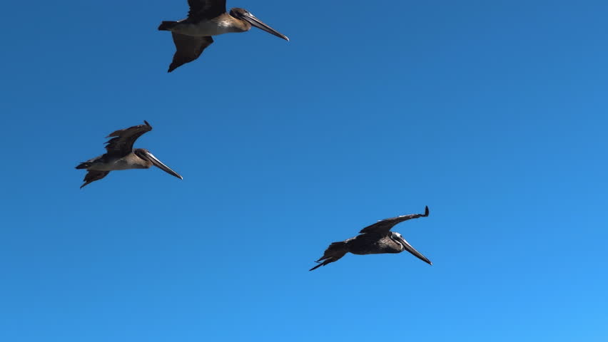 Flock of brown pelicans flying in a formation, and clear blue sky in the background