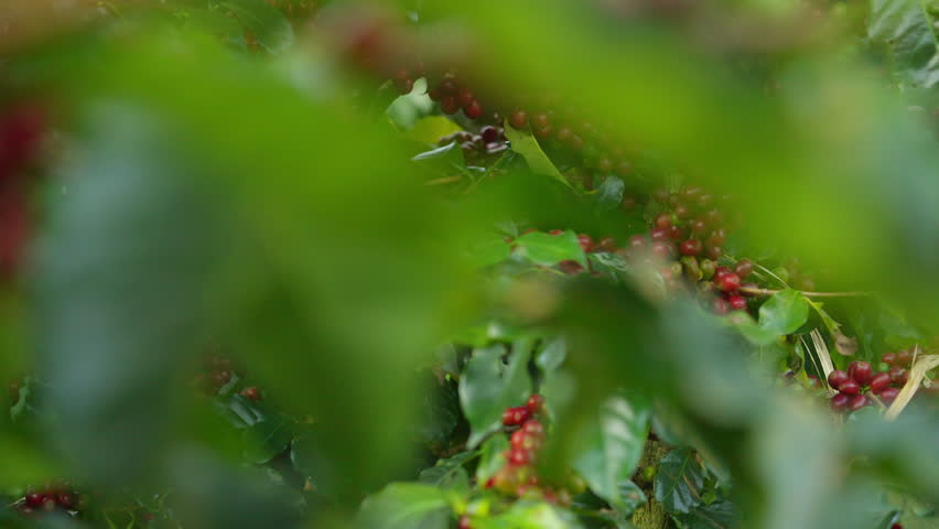 Red ripe cherry berries coffee beans on coffee tree in coffee plantation background. Farmer growing and harvesting coffee bean in farm on the mountain. Food and drink business and industry concept.