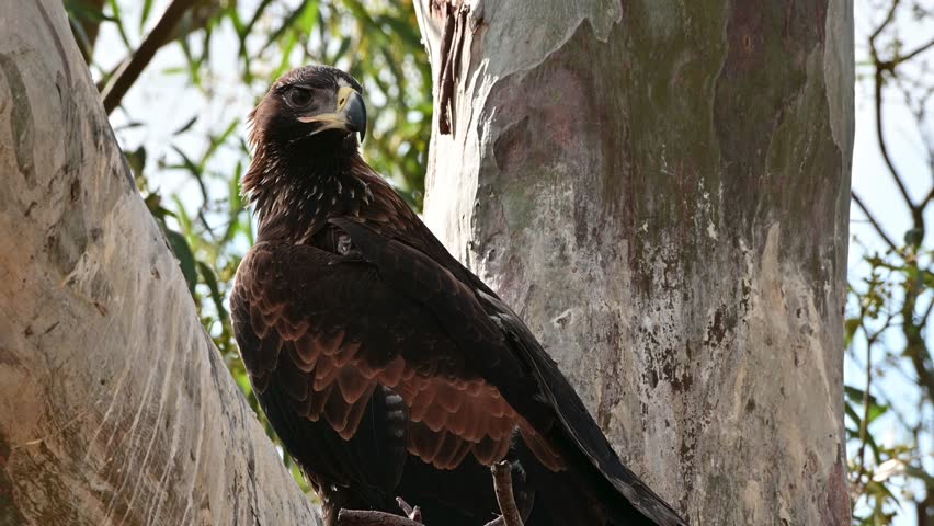 Wedge tail Eagle nest in a gum tree in Australia 