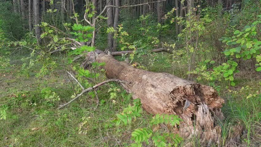A fallen and withered pine tree lies in the forest.