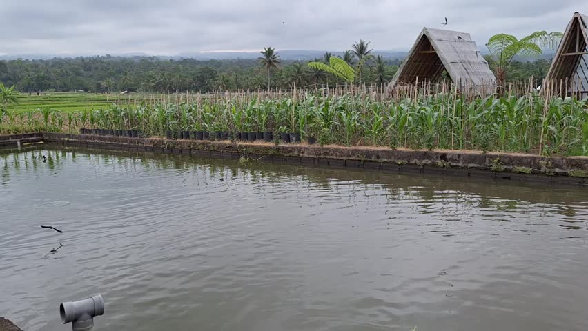 swallows bathe in the fish pond in the afternoon