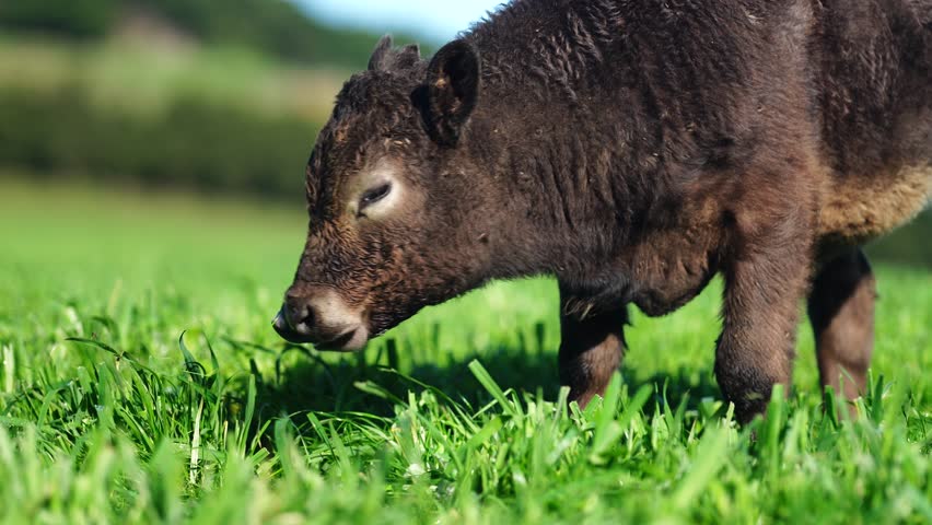 beautiful cattle in Australia  eating grass, grazing on pasture. Herd of cows free range beef being regenerative raised on an agricultural farm. Sustainable farming 
