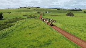 man working in agriculture. Herding cows while riding a motorbike on a farm in outback Australia. Ranch worker herding cattle and cows in a field with a dog on a gravel road, mustering livestock. - Powered by Shutterstock - Get 15% off with code: PIKWIZARD15