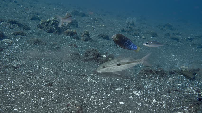 Whiskered fish dig the sea floor in search of food. Yellowstripe Goatfish (Mulloidichthys flavolineatus)ID: Brown spot on yellow stripe of body below first dorsal fin; fins whitish to pale yellowish.