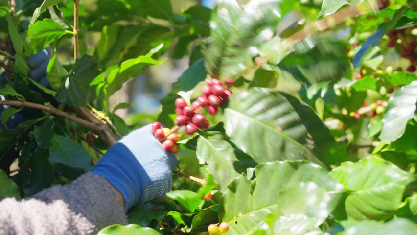 Coffee plantation cultivation, Coffee bean business industry. Asian farmer, farm worker working, harvesting and picking ripe organic Arabica coffee cherries beans at agriculture field on the mountain.