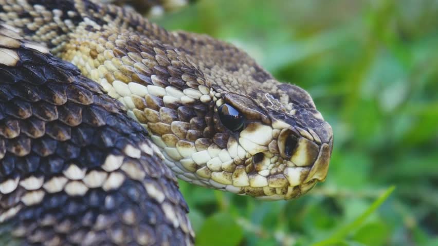 A close-up of the face of a snake returning to its coil in a zoo terrarium. Closeup of king cobra forest.