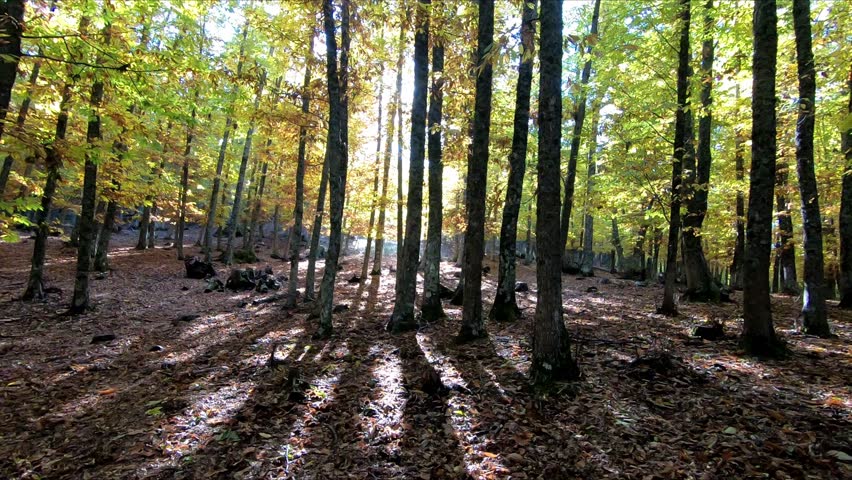 Side panning shot in an fall forest with autumn trees with ocher and yellow leaves with backlit sun rays in the El Tiemblo chestnut grove, in Avila, Spain. Point Of View (POV), subjective view