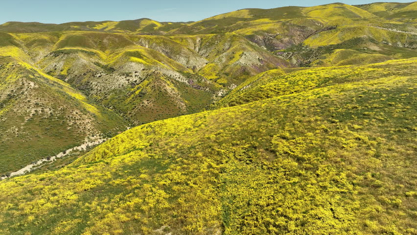 Carrizo Plain Goldfields Super Bloom 2023 Aerial Shot L - Filmed outside of National Monument California USA