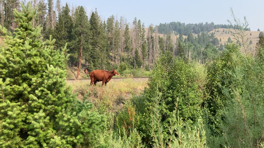 MacDonald Mountain Pass Montana Free Range Cattle
