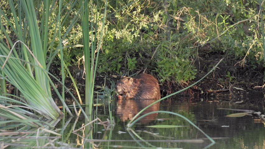 Beaver eating plants on the banks of a river. Wide shot 4K.