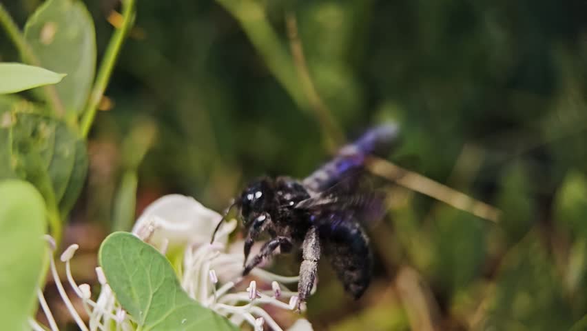 Big black beetle takes of from flower