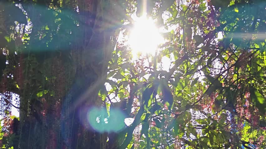 Sunlight shines through the branches and flowers that show off their beautiful colors.