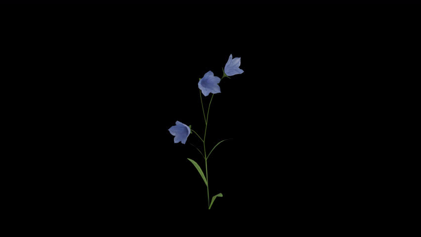 Campanula Plant blowing in the wind. Wind blows the Genus Campanula Flowering Plant. Animated Bellflower Plant swaying in the wind with Transparent Background. Alpha Channel. Loop Animation