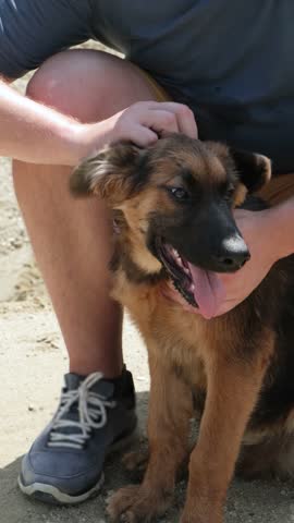 man walking with cute 3 months old German shepherd puppy . Domestic dog with owner enjoy outdoor lifestyle on summer vacation. Pet Humanization and pet parents concept.
