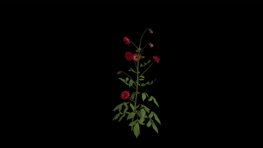Dahlia Plant blowing in the wind. Wind blows the Garden Dahlia Flowering Plant. Animated Dahlia Pinnata Plant swaying in the wind with Transparent Background. Alpha Channel. Loop Animation