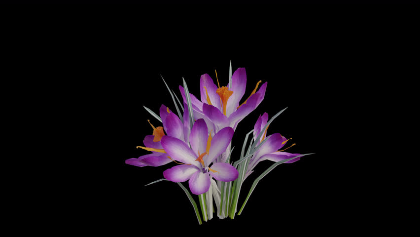 Crocus Plant blowing in the wind. Wind blows the Saffron Crocus Flowering Plant. Animated Crocus sativus Plant swaying in the wind with Transparent Background. Alpha Channel. Loop Animation