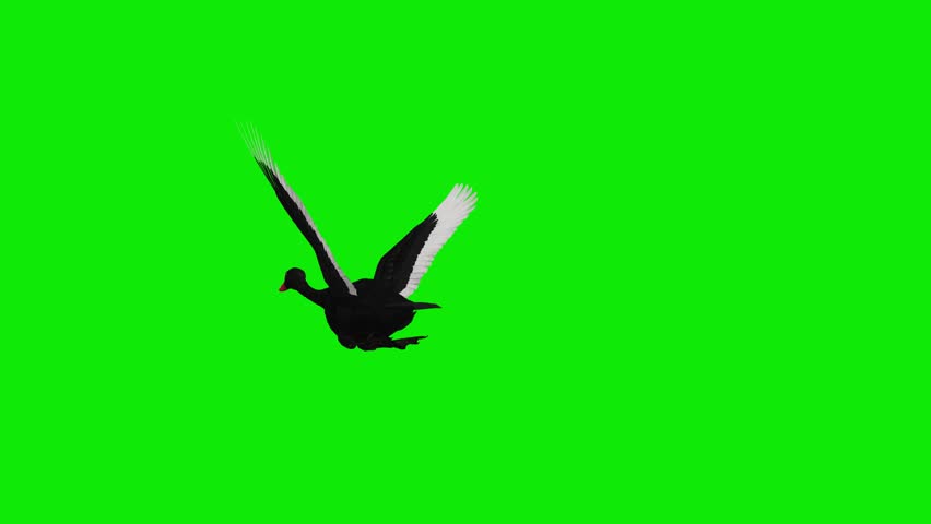 Black Swan Wild Waterfowl Bird - Flying Transition - II - Realistic 4K 3D animation isolated on green screen chroma key background
