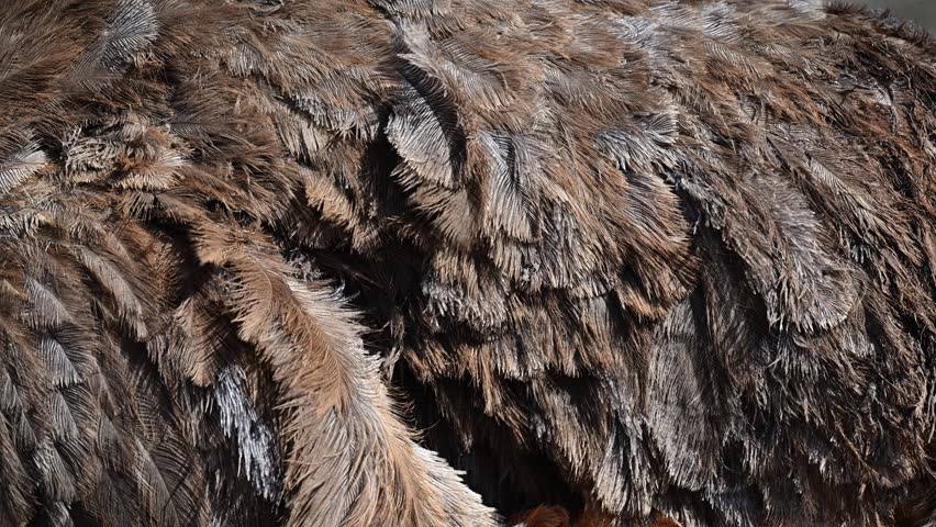 Close-up 4K footage of an ostrich's feathers gently waving in the wind. Captures the intricate details and movement of the plumage, perfect for nature and wildlife visuals