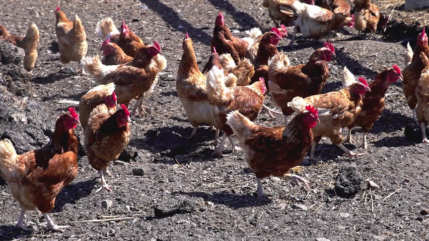 Two roosters fight on farm yard in day time in autumn season