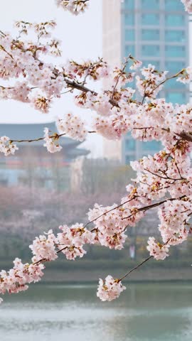 Blooming sakura cherry blossom branch with skyscraper building in background in spring, Seoul, South Korea
