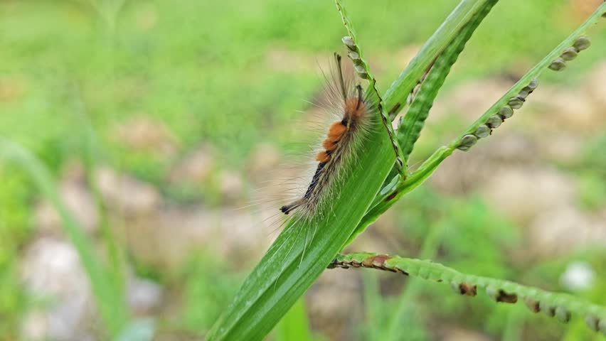 colored hairy moth larvae caterpillar crawling on the grass.
