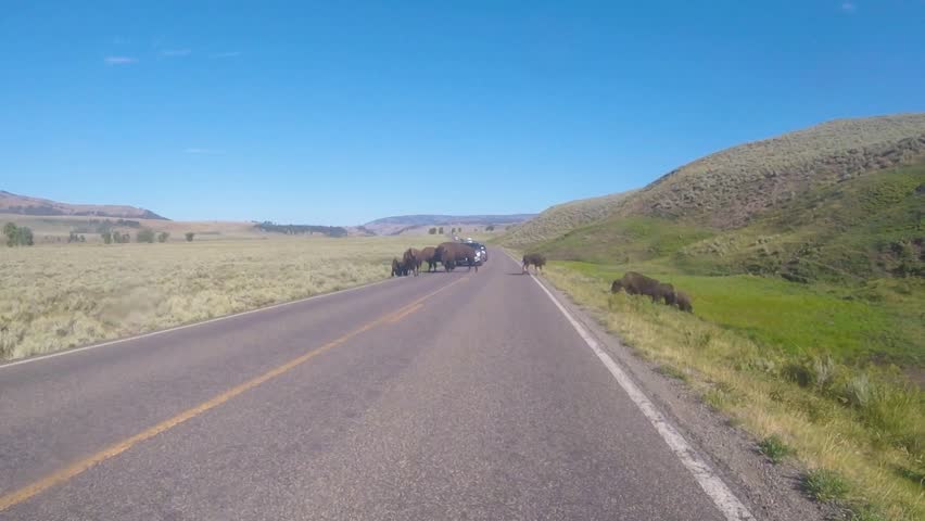Herd of American bison on the road blocking traffic in Lamar Valley, Yellowstone National Park during spring.