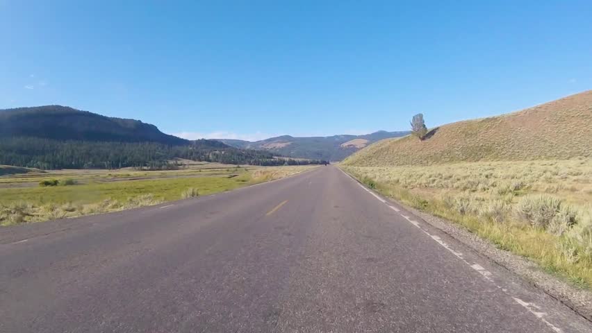 Driving and passing bison on road in Lamar Valley, Yellowstone National Park, Wyoming, USA.