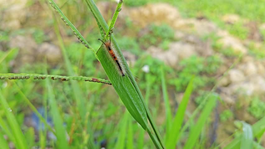 colored hairy moth larvae caterpillar crawling on the grass.
