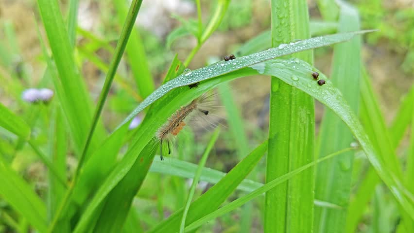 colored hairy moth larvae caterpillar crawling on the grass.

