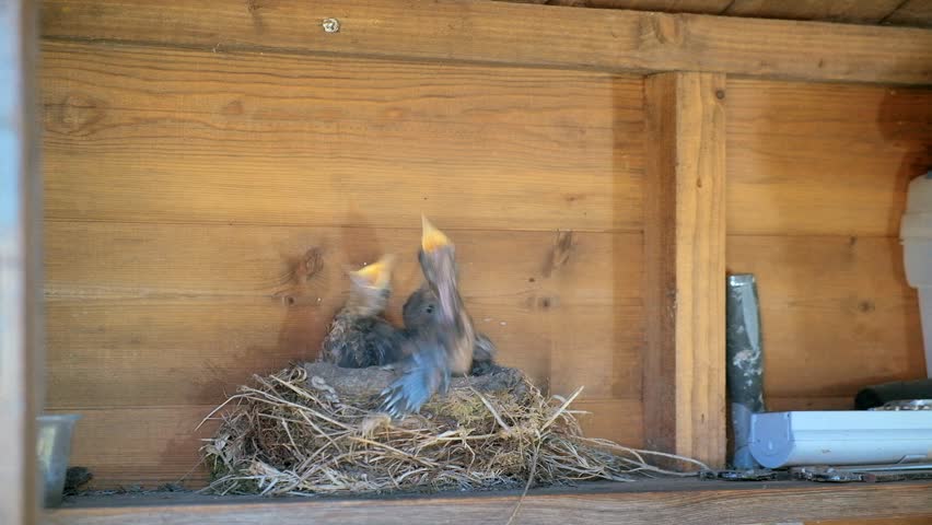 50fps. Male blackbird feeding chicks in a nest in an urban garden shed.
