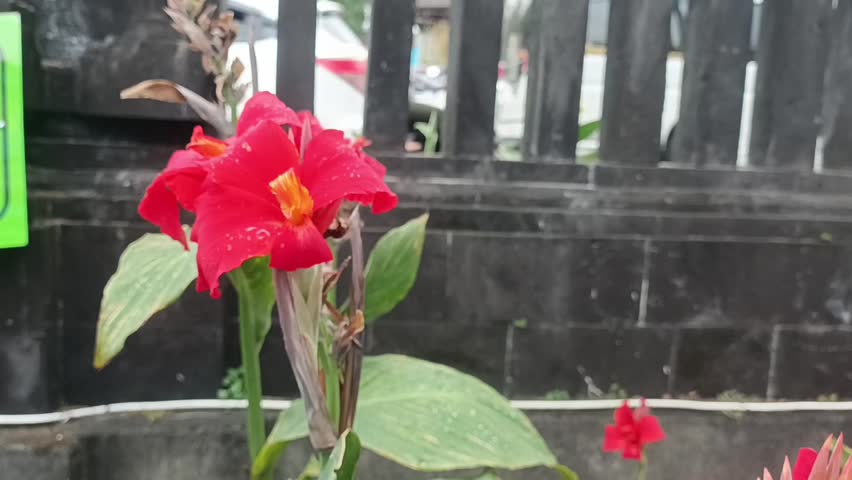 Red canna lily plant with blooming flower, Home garden plant.