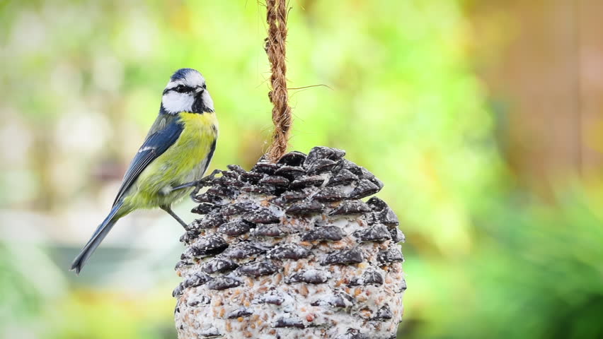 Garden bird,  blue tit bird (Cyanistes caeruleus), perched on big pine apple with fat suet food, shallow depth of field soft green nature background, sunny winter day.