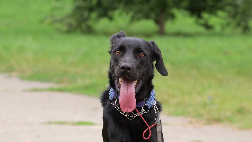 A dog on a hot summer day is cooled with his tongue. Portrait of a dog with a long tongue.