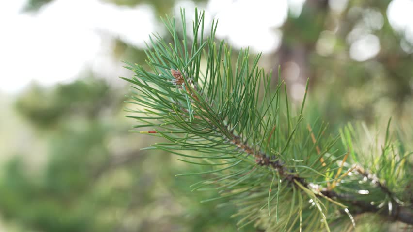 A detailed view of green pine needles as they sway in the gentle breeze under a clear blue sky. The sunlight filters through the foliage, creating a serene atmosphere.