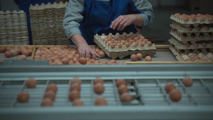 Worker Inserting lots of chicken bird eggs into the multiple cardboard trays. Packaging the chicken bird eggs at the farm. Collecting the fresh clean brown chicken bird eggs from the conveyor.