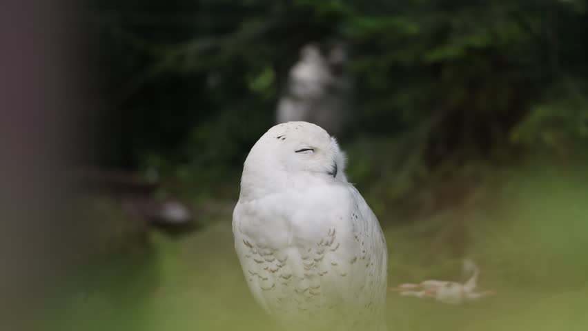 Snowy owl, Bubo scandiacus, rests peacefully in its natural environment, engaging in quiet behavior that highlights its grace and beauty, surrounded by the tranquility of nature. Wildlife and nature