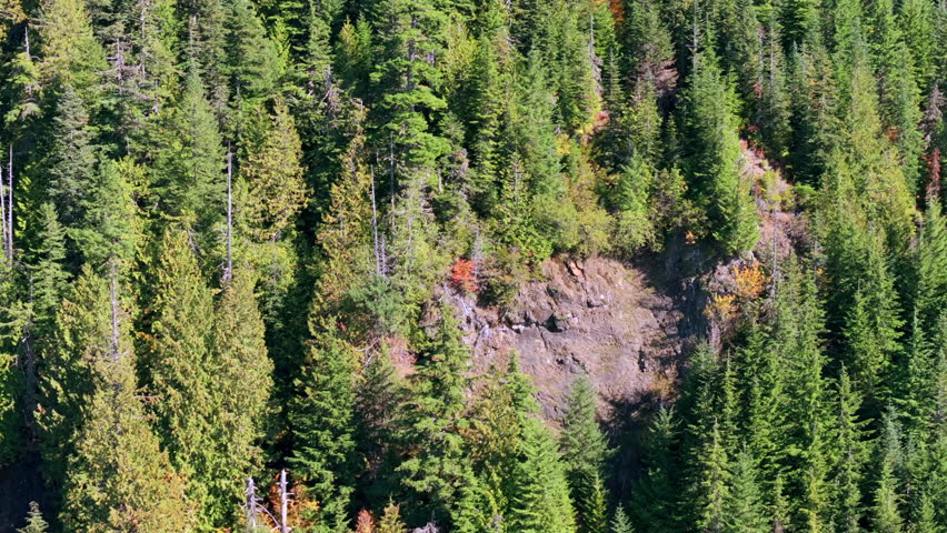 Aerial View of Dense Evergreen Forest with Rocky Outcropping in Washington State