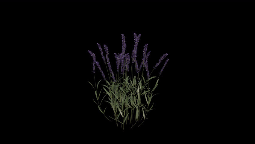 Lavender Plant blowing in the wind. Wind blows the Lavandula Plant. Animated Flowering Plant swaying in the wind with Transparent Background. Alpha Channel. Loop Animation