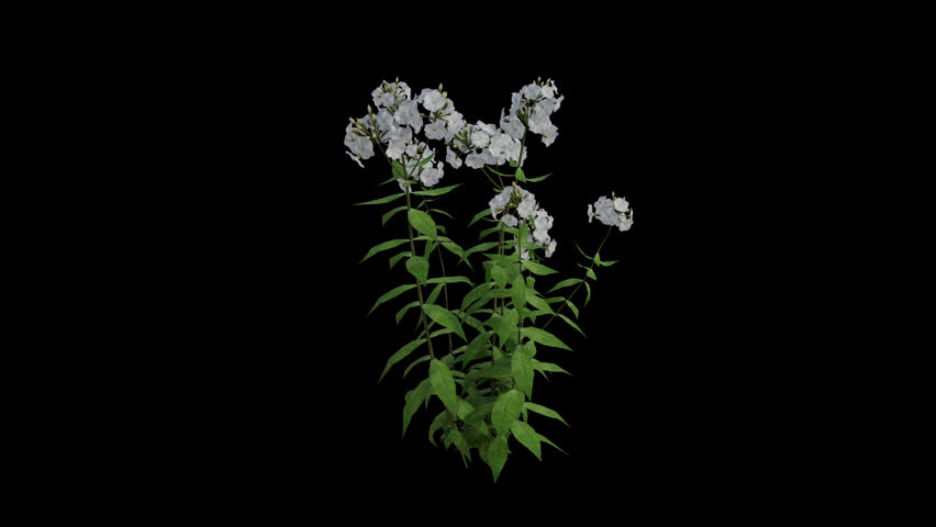 Garden Phlox Plant blowing in the wind. Wind blows the Perennial Phlox Plant. Animated Flowering Plant Phlox Paniculata swaying in the wind with Transparent Background. Alpha Channel. Loop Animation